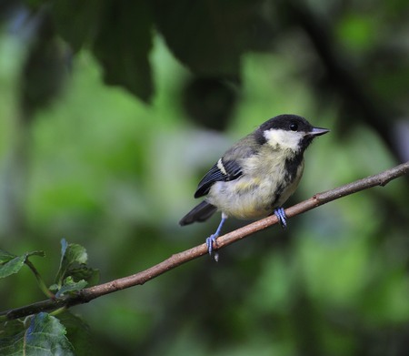 Great tit perched on a branch of my apple tree, waiting to go onto the peanut feeder in my urban garden.の写真素材