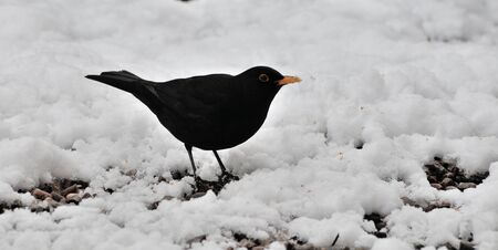 A male Blackbird searching for dropped seeds in my urban back garden.の写真素材