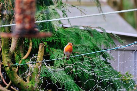 Robin singing while perched on a rope.の写真素材