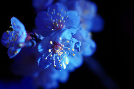A macro photo of a blossoming apricot flower on a black backgroundの写真素材