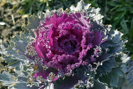 pink cabbage flower