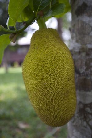 jackfruit hanging in Thailandの写真素材