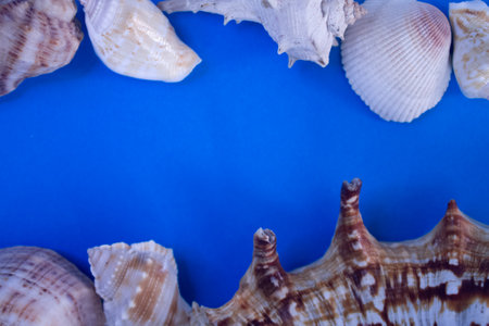 Animal Shell, Summer vacation background, marine pattern.の写真素材