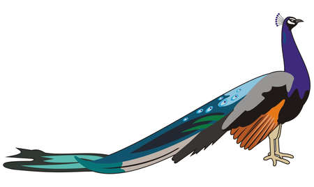 bird peacockのイラスト素材