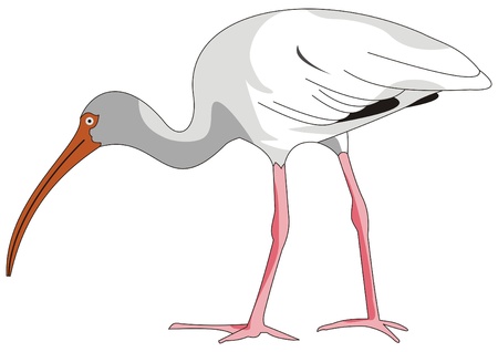 ibisのイラスト素材