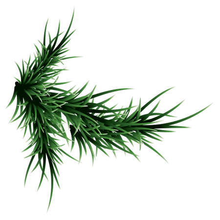 Green lush spruce branch. Fir branches. Isolated on white vector illustrationのイラスト素材