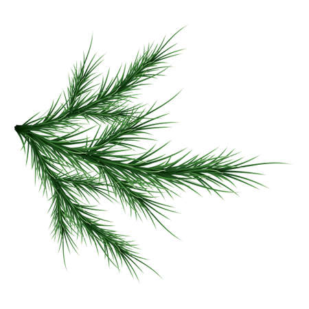 Green lush spruce branch. Fir branches. Isolated on white vector illustrationのイラスト素材