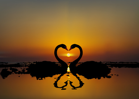 illustration of two lovers swans at sunset or sunrise.のイラスト素材