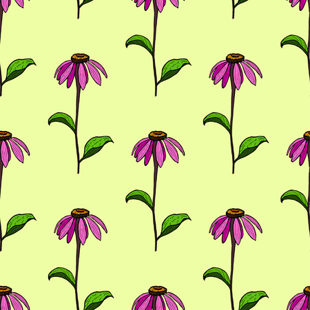 seamless pattern from flowers of coneflowers. Color hand drawing flower Echinacea.のイラスト素材