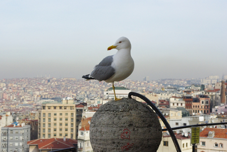 Seagull looking at camera on city backgroundの写真素材