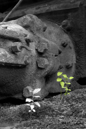 Young foliage on a background of old obsolete equipmentの写真素材