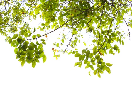 yellow leaves on white backgroundの写真素材