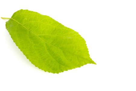 green leaf isolated on white backgroundの写真素材