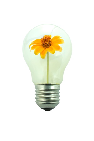 yellow flower growing inside the light bulbの写真素材