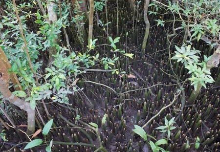 Mangrove forestの写真素材