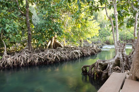 Mangroves at the water canalの写真素材