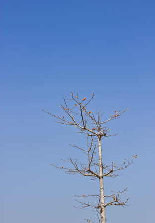 Deciduous trees and blue skyの写真素材