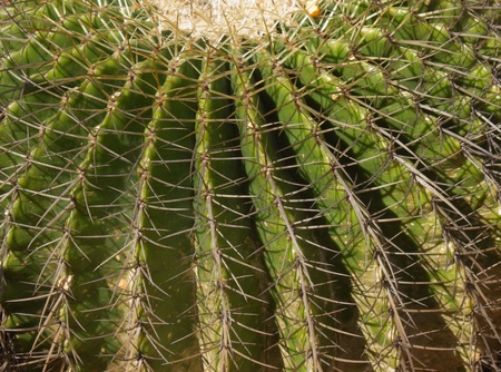 Golden ball cactusの写真素材