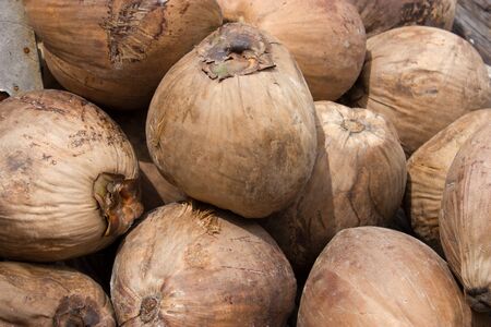 Coconutsの写真素材