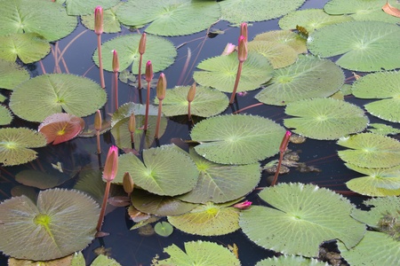 Lotus in the pondの写真素材