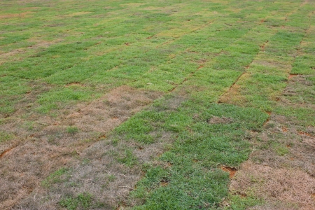 Newly laid turfの写真素材