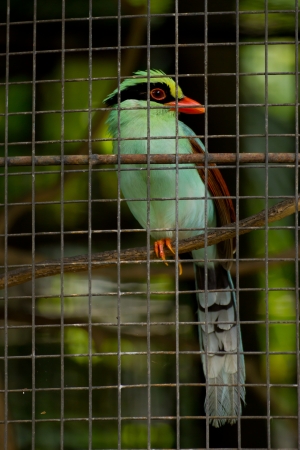 Green magpie in cage at the zoo, it no freedomの写真素材