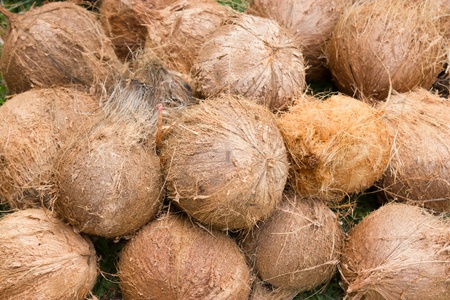 Coconut