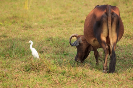 Cow and birdの写真素材