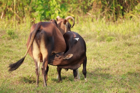 Calf sucklingの写真素材