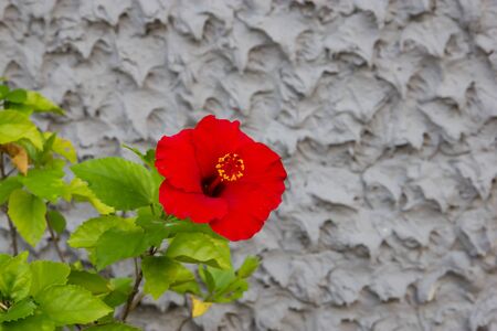 Red hibiscusの写真素材
