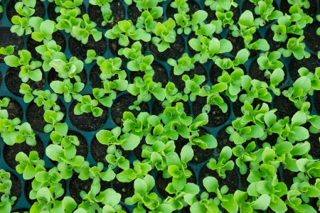 Young vegetable seedlingsの写真素材