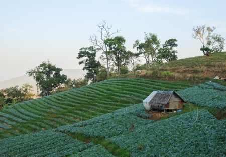 Cabbage fields in winter at Chiangmai   Thailandの写真素材