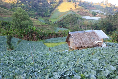 Cabbage fields in winter at Chiangmai   Thailandのeditorial素材