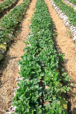 Strawberry fieldの写真素材