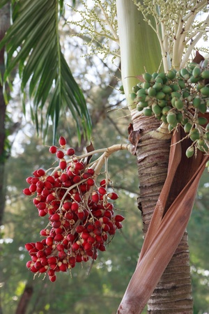 Ripe and green betel nutの写真素材