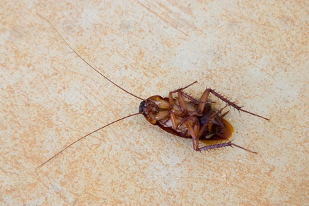 Death cockroach on floor