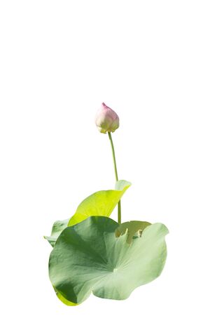 Lotus flower isolated on white backgroundの写真素材