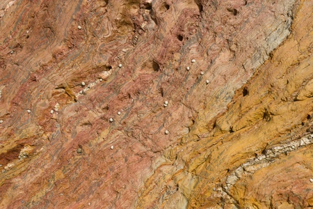 Rock texture with shellfishの写真素材