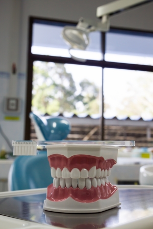 Teeth model with toothbrushの写真素材