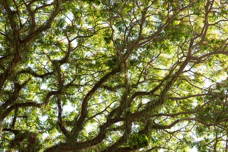 Tree branchesの写真素材