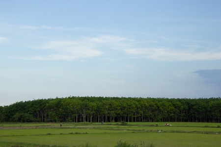 Rice field and rubber trees, Thailandの写真素材