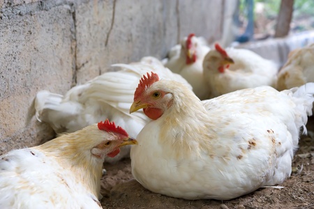 Chicken and bird fluの写真素材