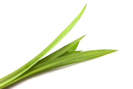 Pandan leaves on white backgroundの写真素材