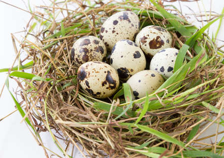Quail eggs in the nestの写真素材