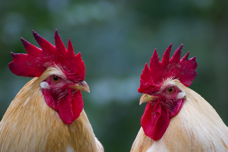 Closeup of white chicken
