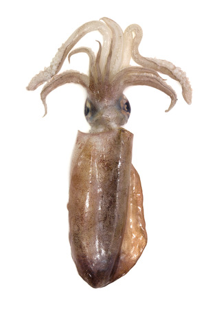 Freshly squid isolated on white backgroundの写真素材