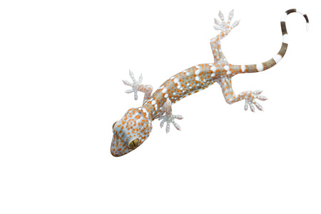 Gecko isolated on white backgroundの写真素材