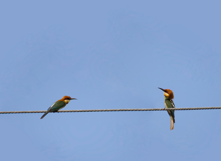 Chestnut headed bee eater birdの写真素材