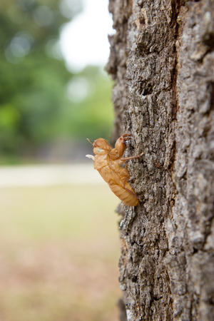 Insect molting on treeの写真素材