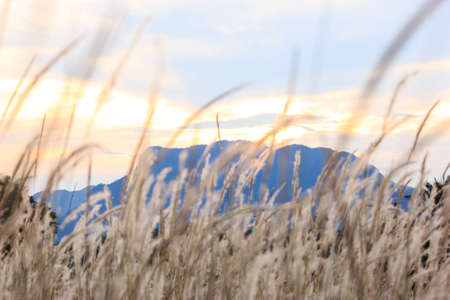 Grass at sunsetの写真素材